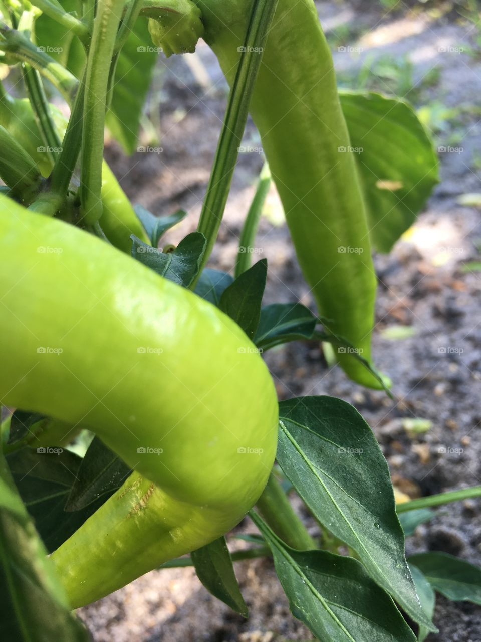 Peppers are growing in the garden 