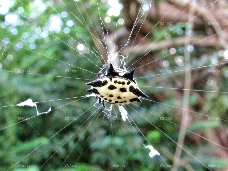 yellow and black crap spider on web outdoors