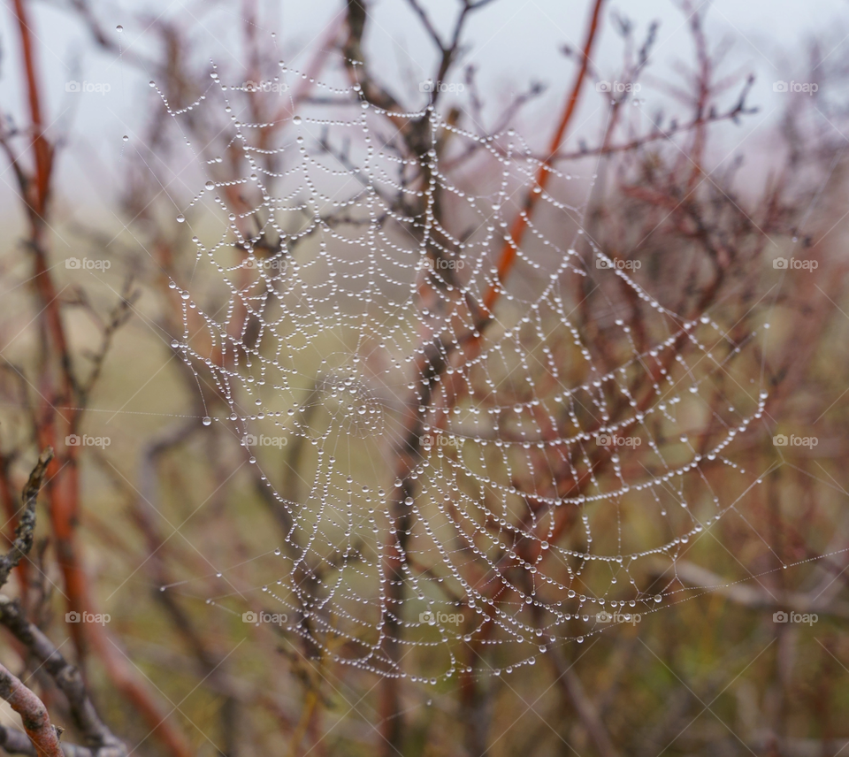 Spider web 