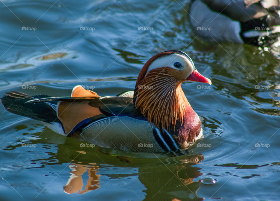 Close-up of mandarin duck