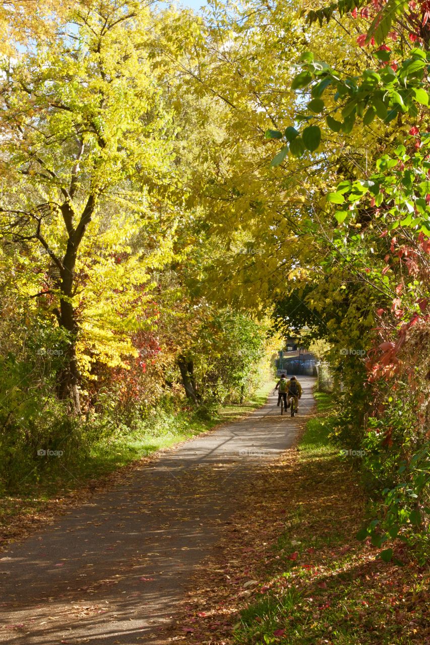 Road, Leaf, Nature, Fall, Tree