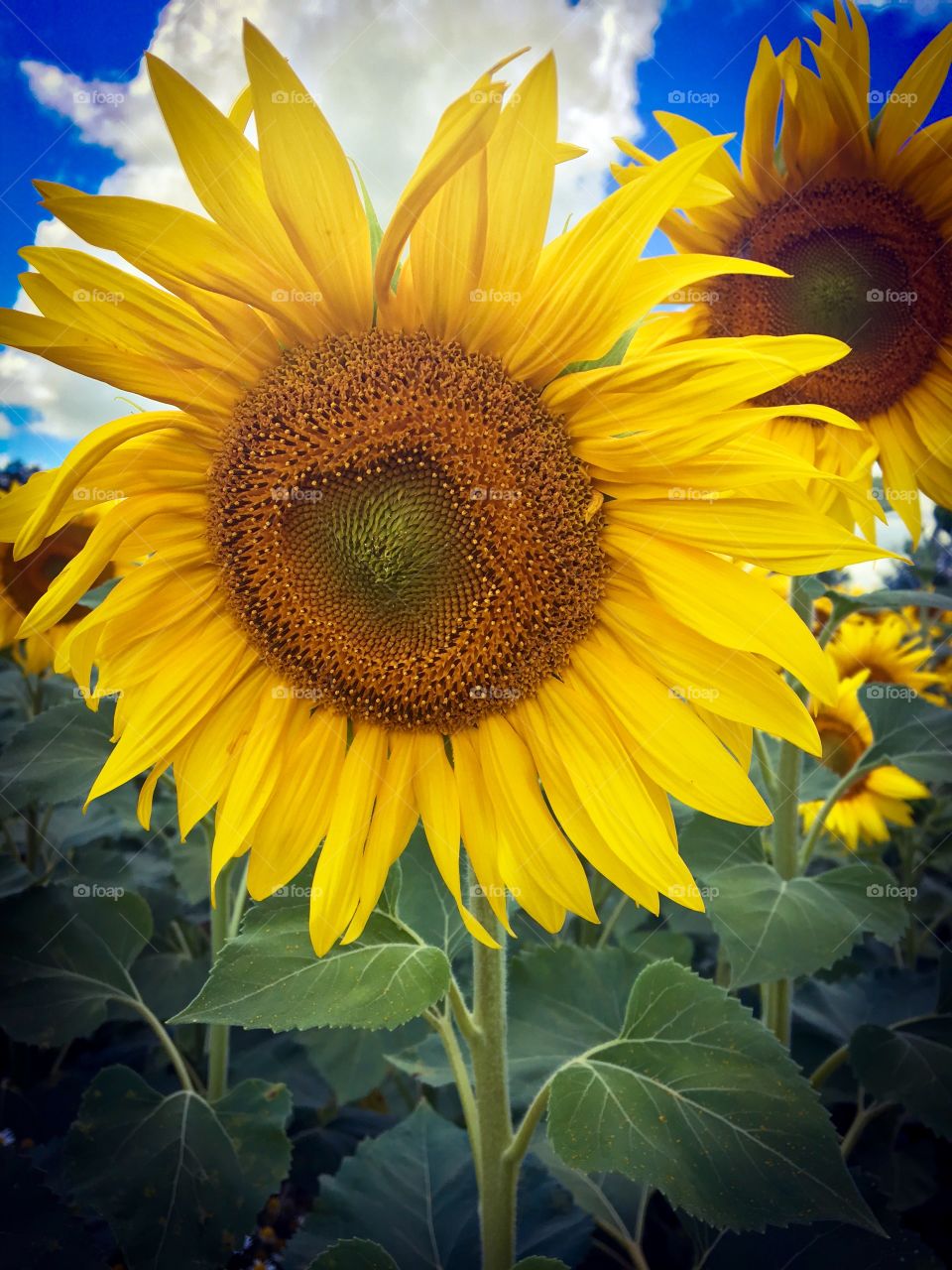 Sunflower  Close up