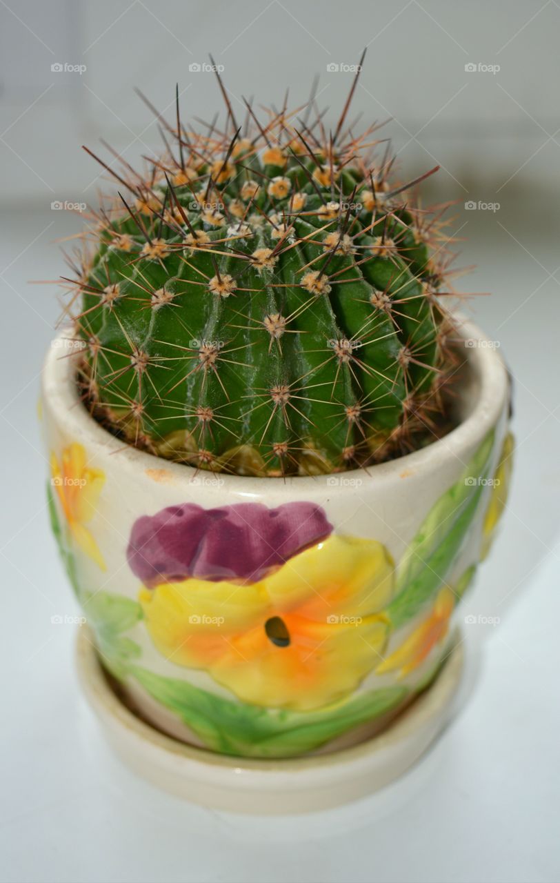 No Person, Cactus, Food, Flower, Leaf