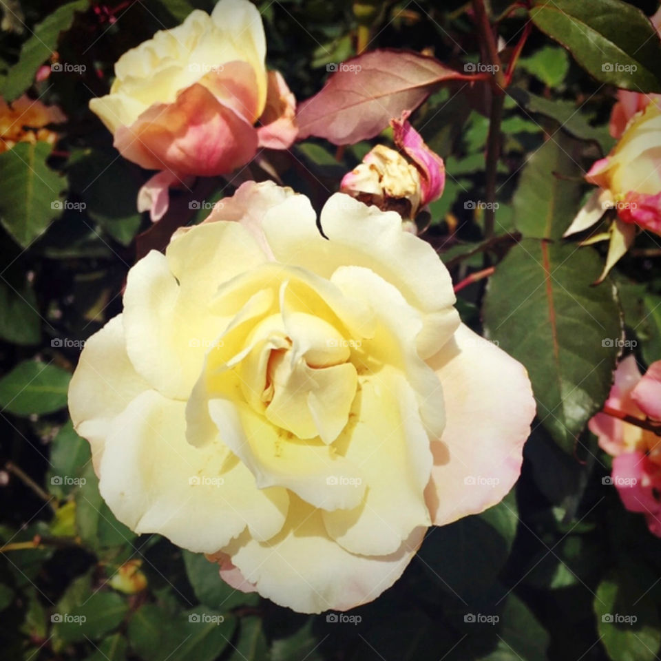 🌹 🇺🇸 Very beautiful flowers to brighten our day.  Live nature and its beauty. Did you like the delicate petals? / 🇧🇷 Flores muito bonitas para alegrar nosso dia. Viva a natureza e sua beleza. Gostaram das pétalas delicadas? 