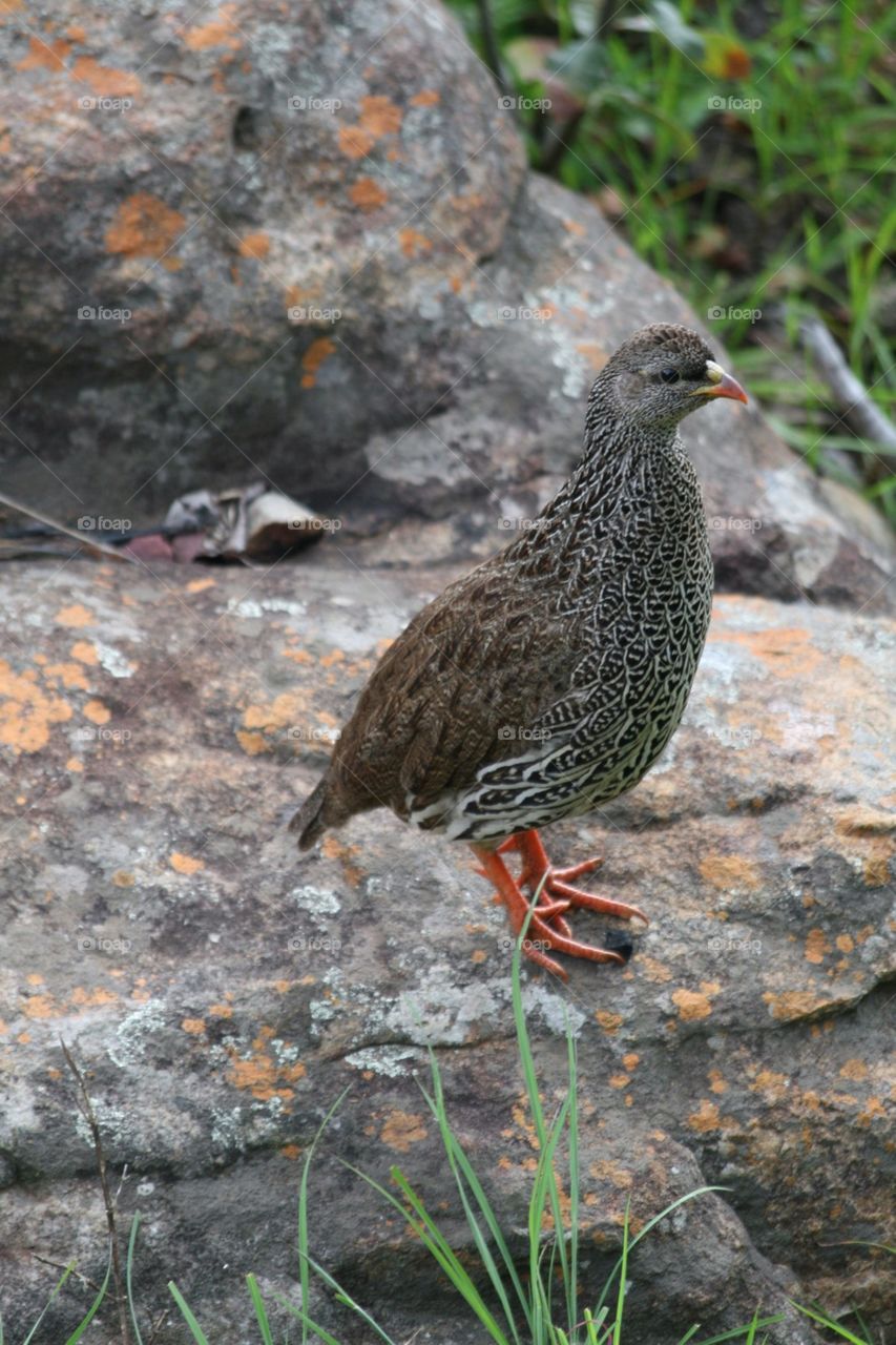 Natal Francolin 