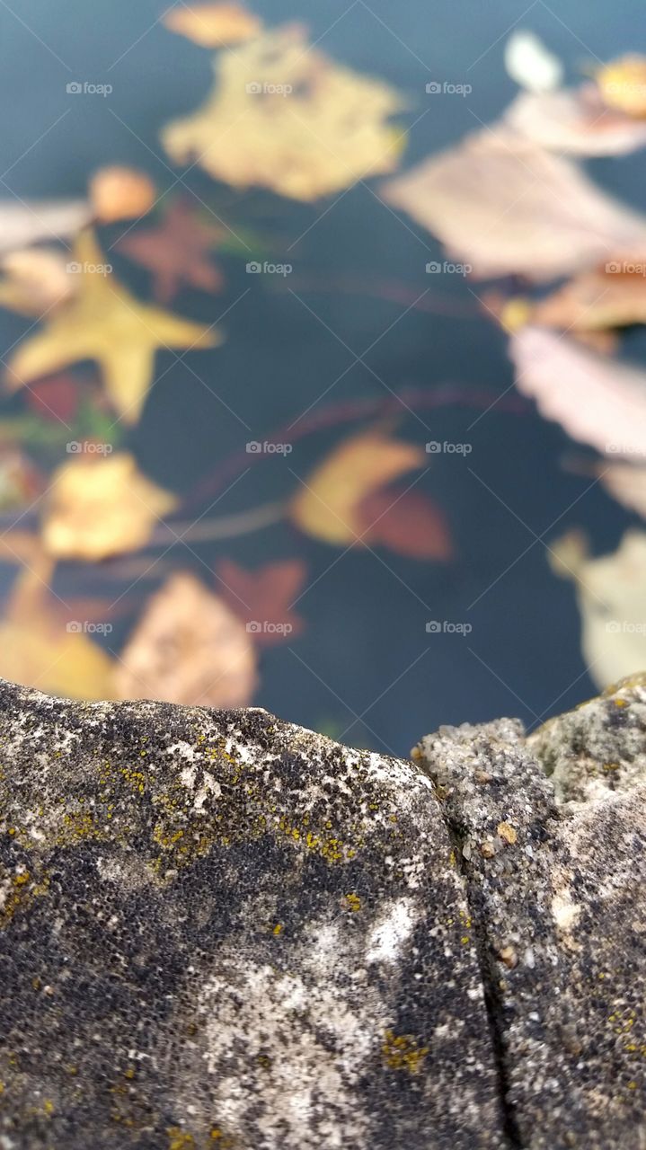 In Reflection of Fall