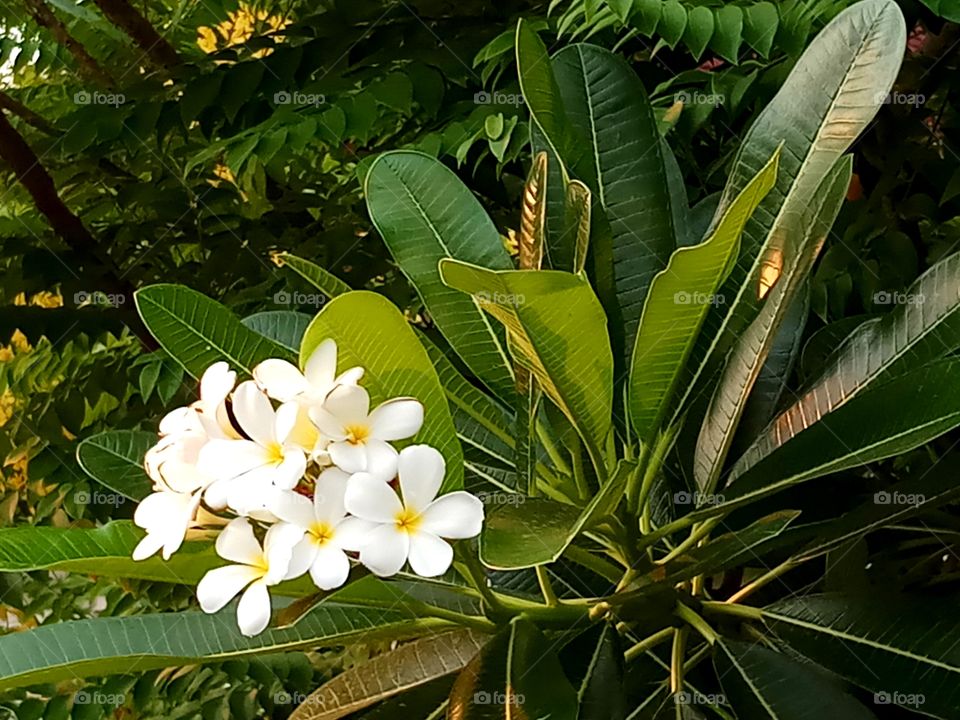 rave flower call in thai leelawadee