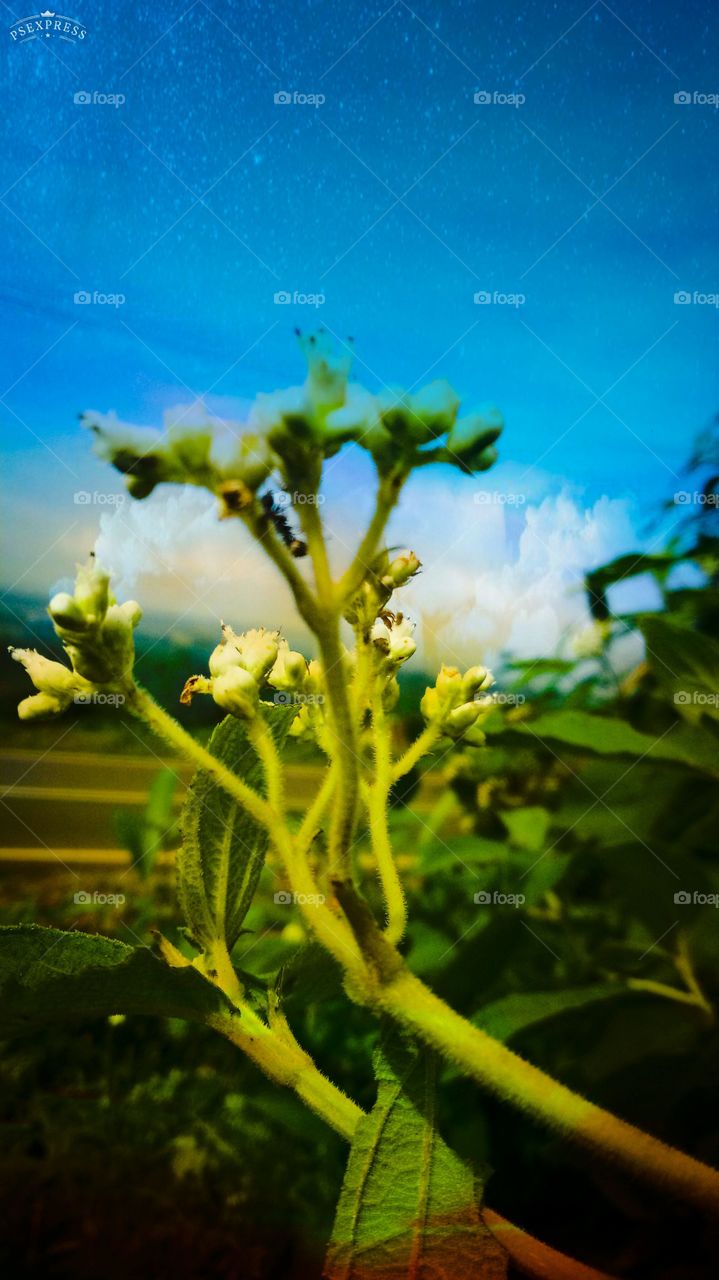 nature photo design color full