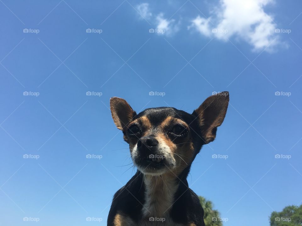 Miniature Chihuahua Doberman Puppy Mix Dog. Don't you love these little dogs like this one? Her name is Rosie she's my little baby. 

Enjoy the background picture guys. 