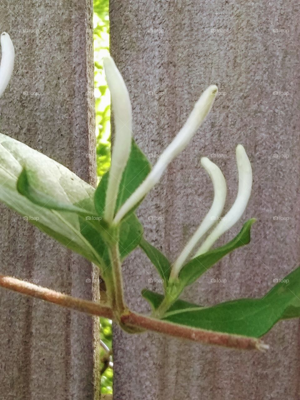 blooming honeysuckle