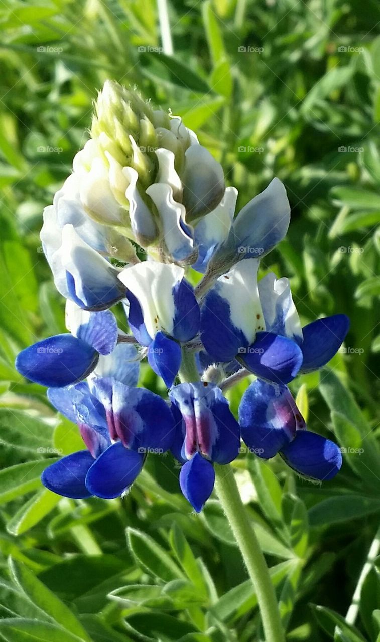 Bluebonnet Up Close