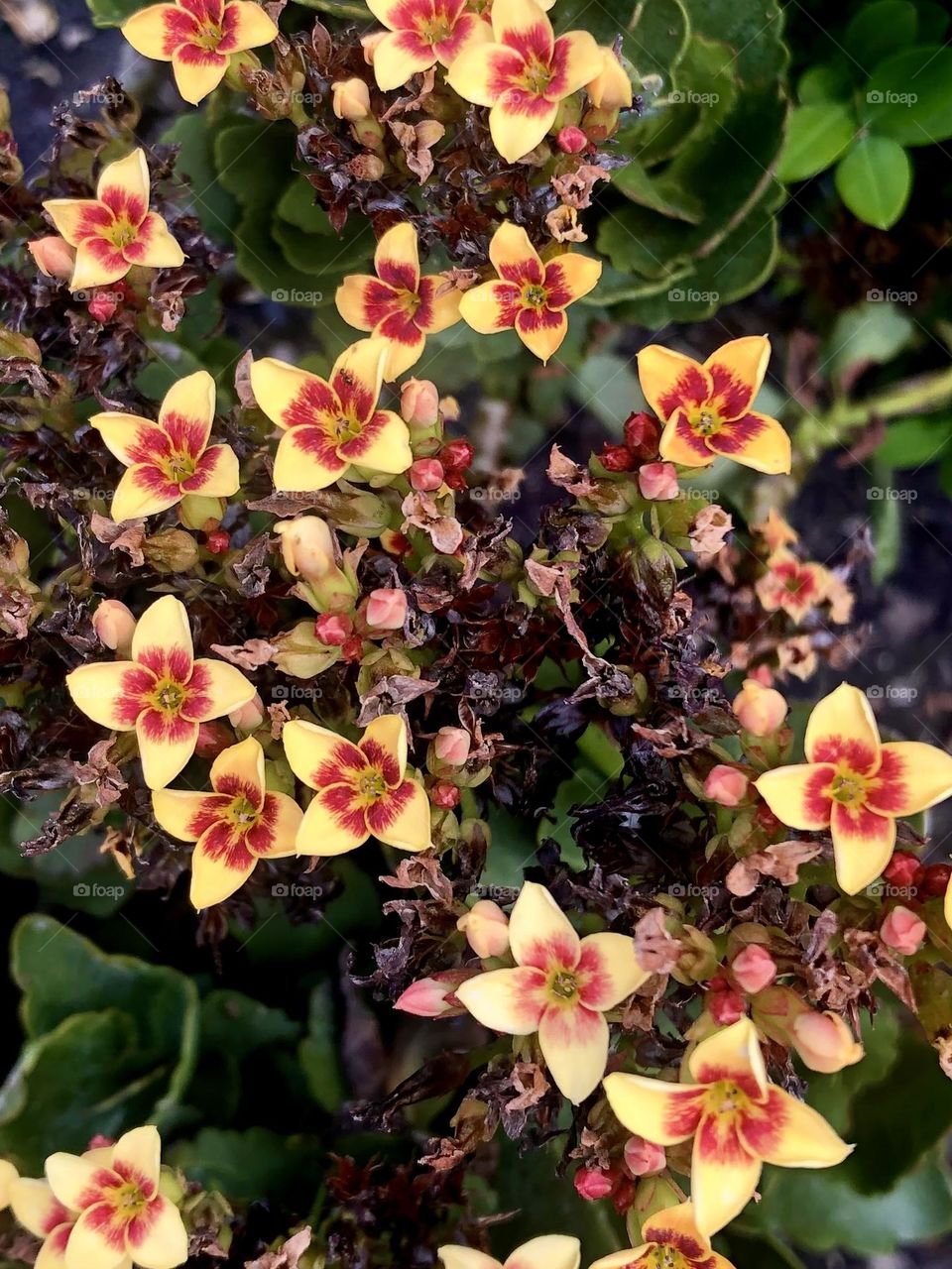 Cluster of yellow and red flowers with only four petals. Some alive and some have passed in the Texas heat. 