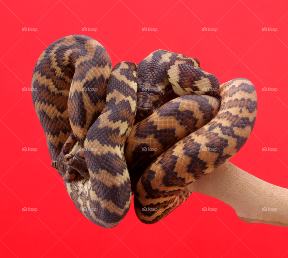 reptile snake python darwin by nishasharp