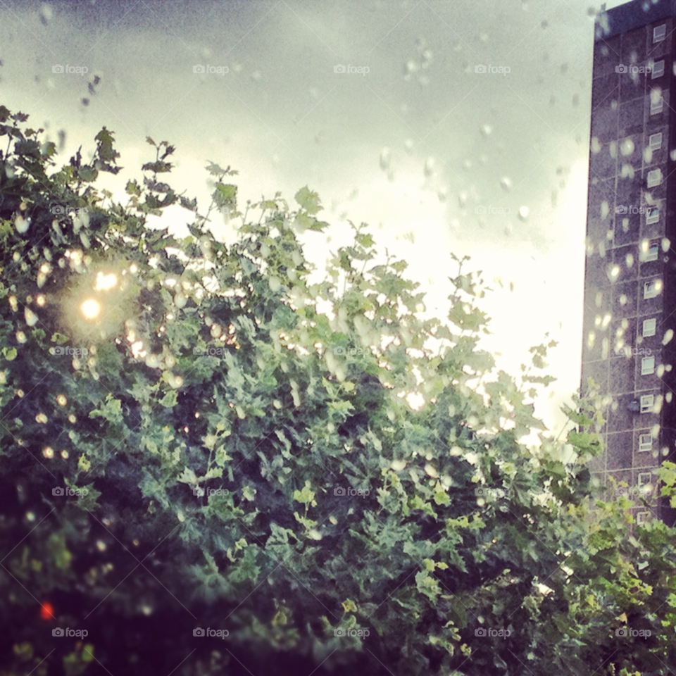 london tree window rain by fraggel
