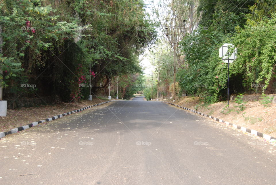 Road, Guidance, Tree, Landscape, Environment