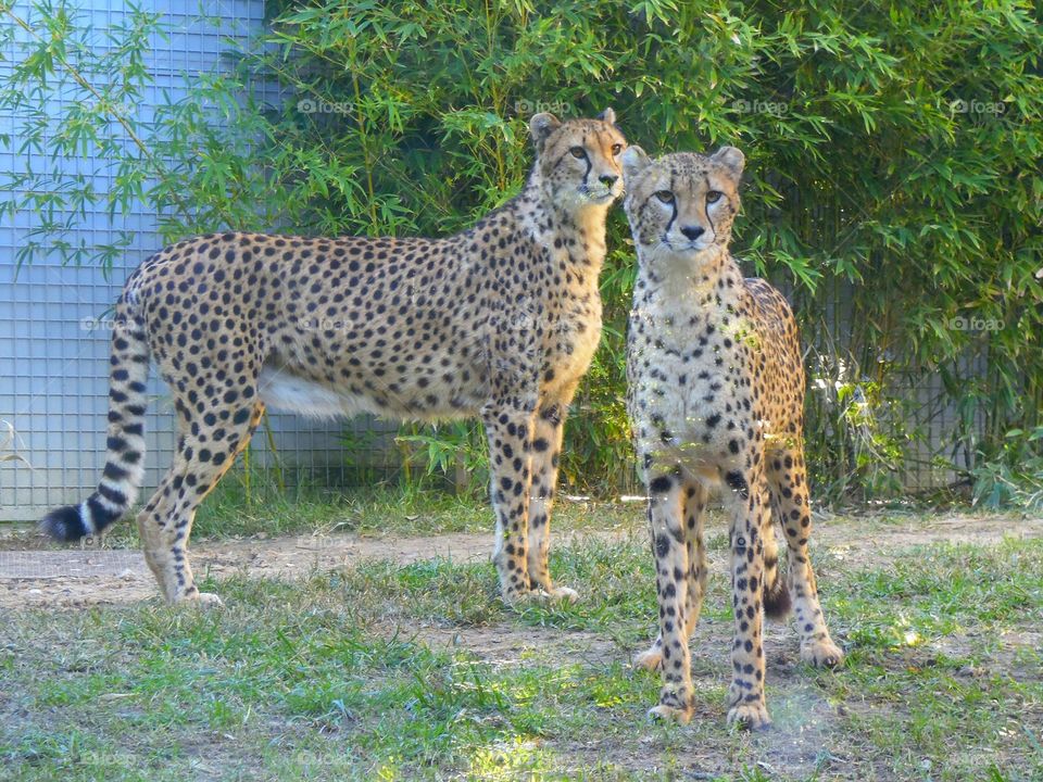 Cheetahs - Lisbon Zoo, Portugal
