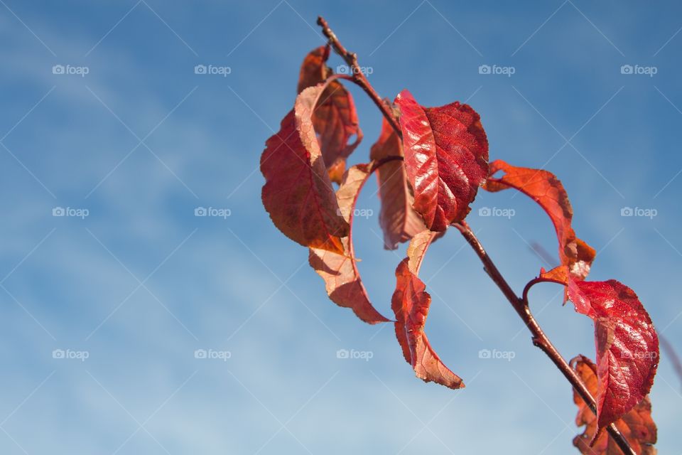 Fall. Against the background of the blue sky, a tree branch with red leaves.