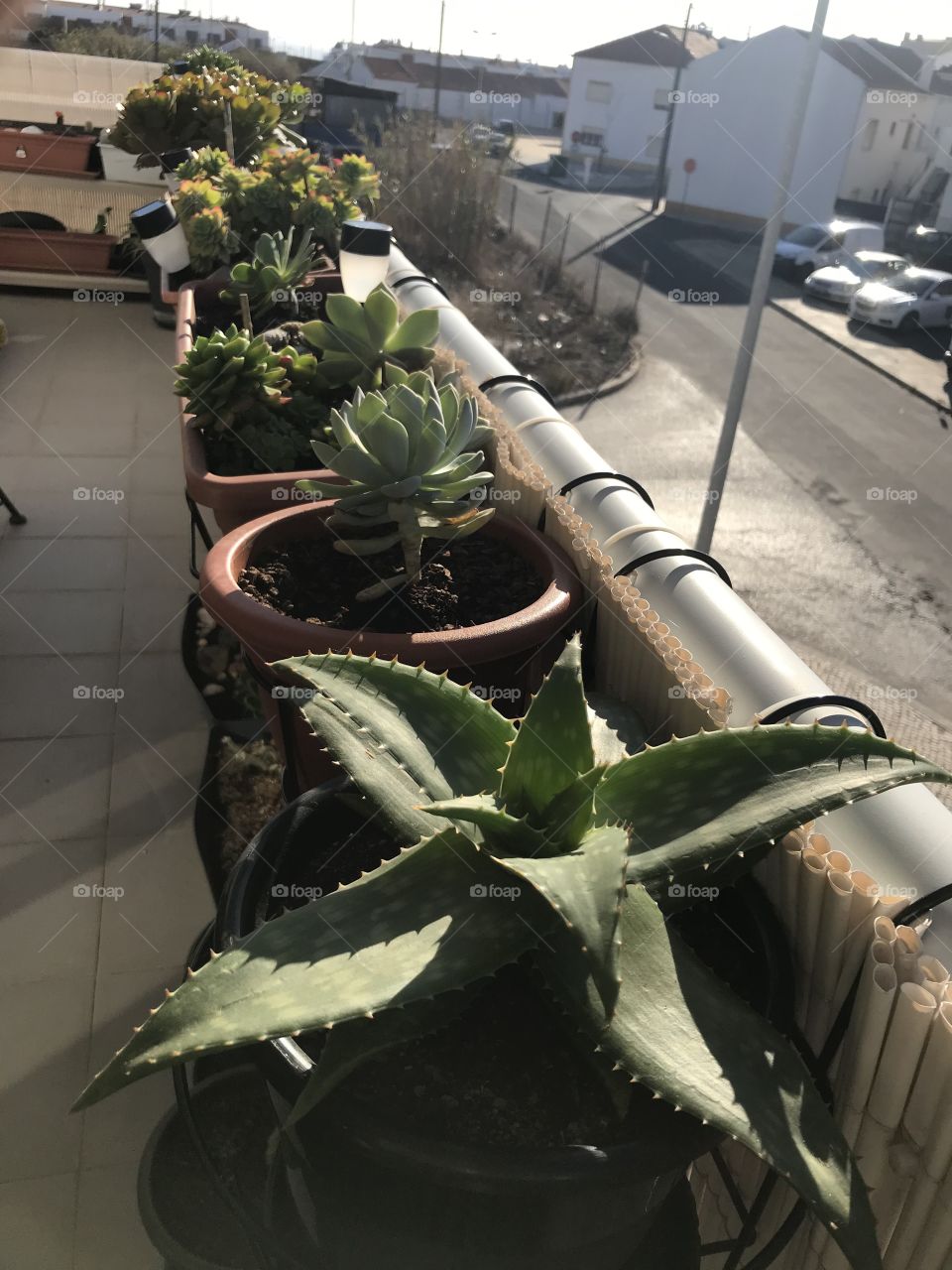 Succulent and cactos 