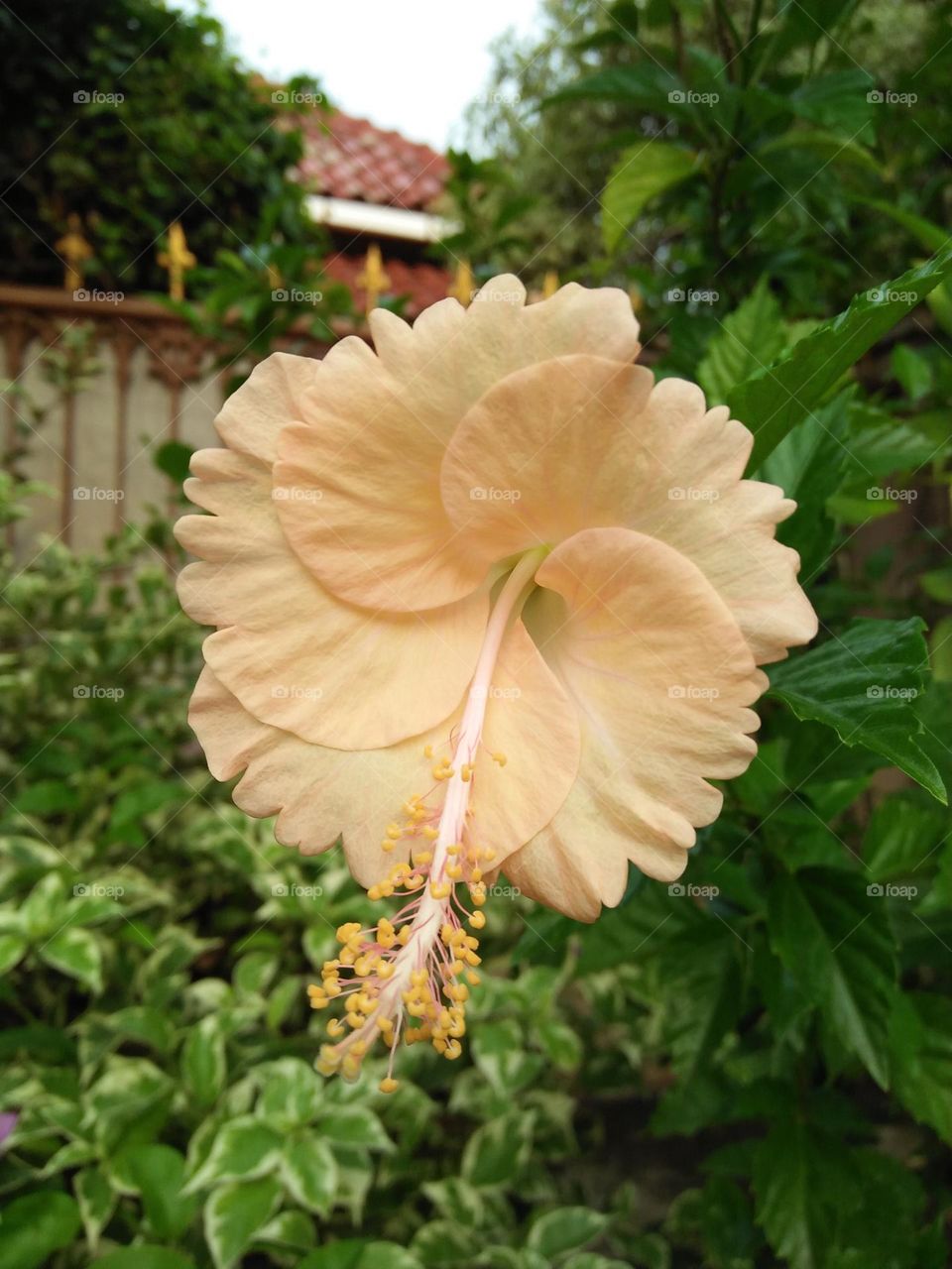 Hisbiscus this morning