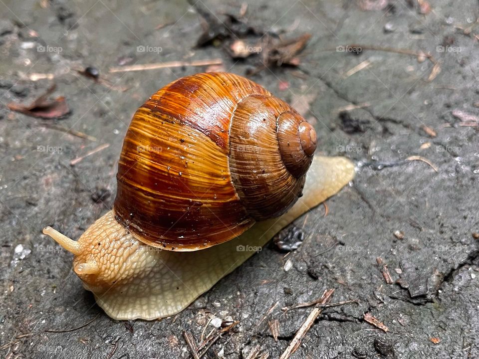 wet snail