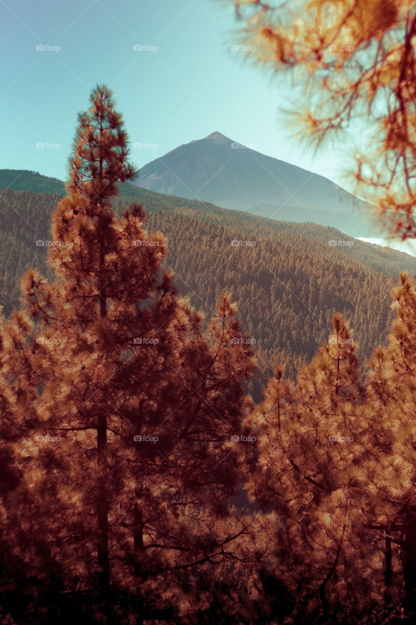 Tree, No Person, Fall, Landscape, Nature