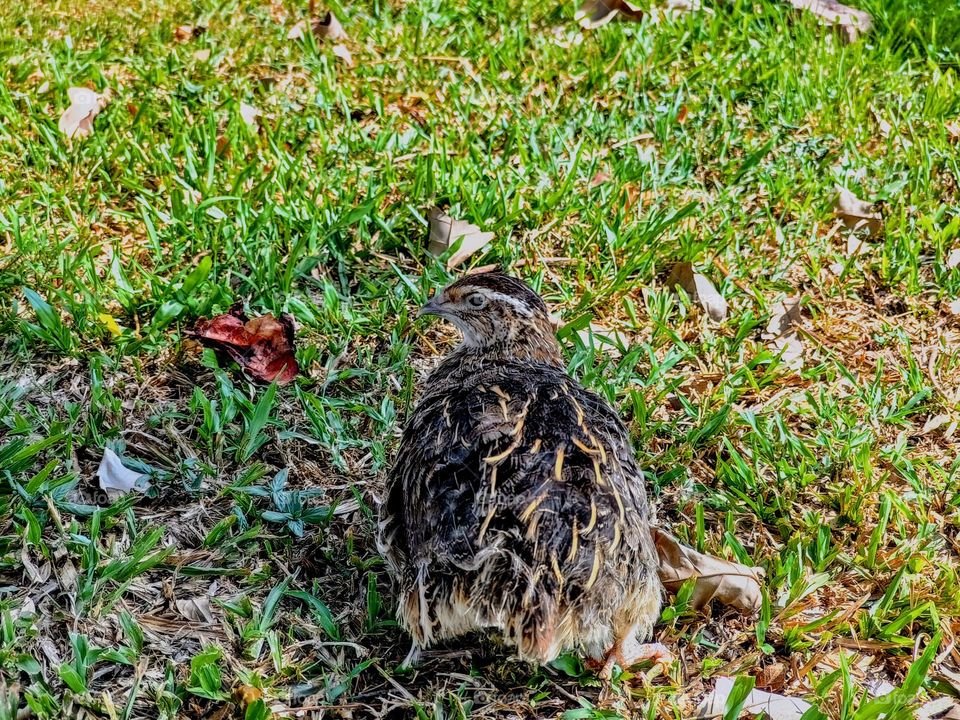 Quail bird in the field.