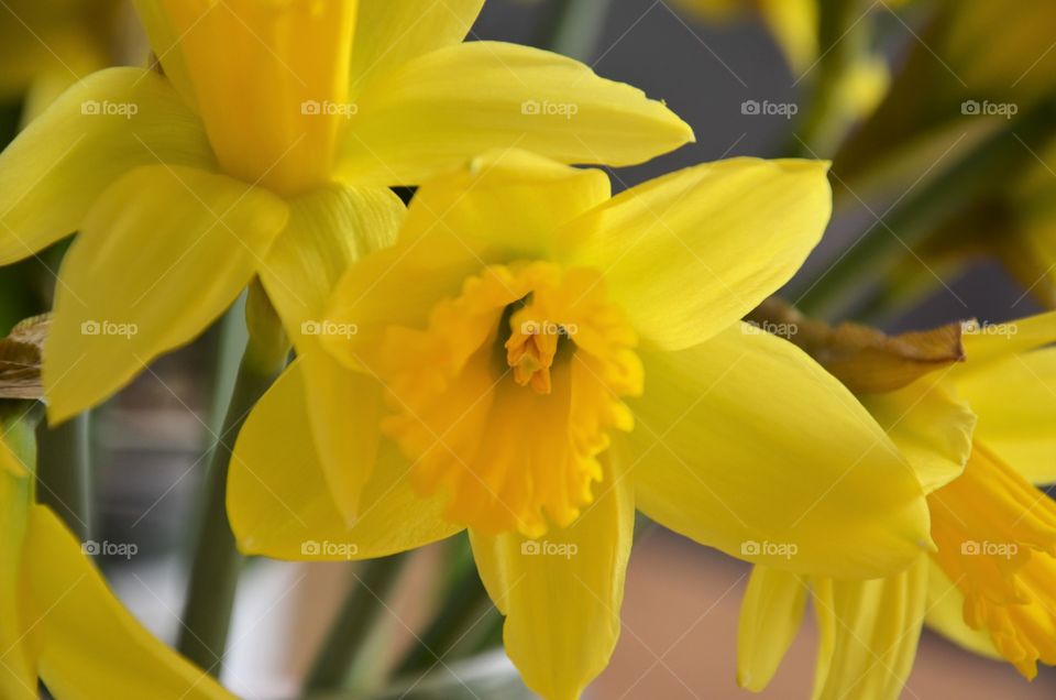 Daffodils - spring flowers.