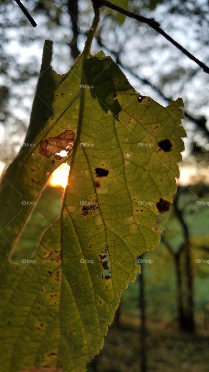 Leaf, Nature, Fall, No Person, Bright