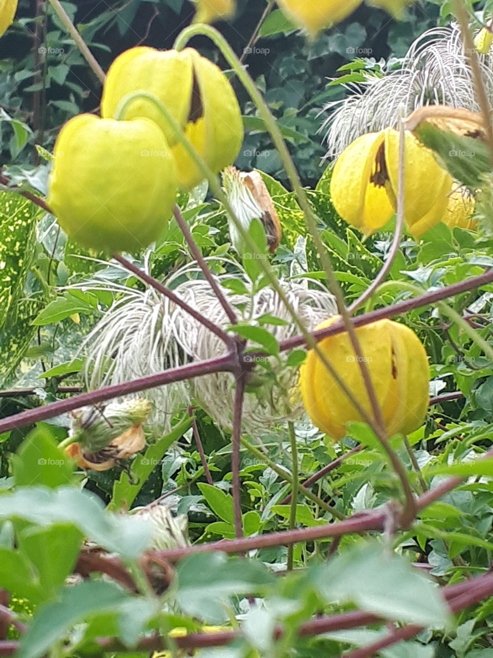 Leaf, Garden, Nature, Fruit, Flora