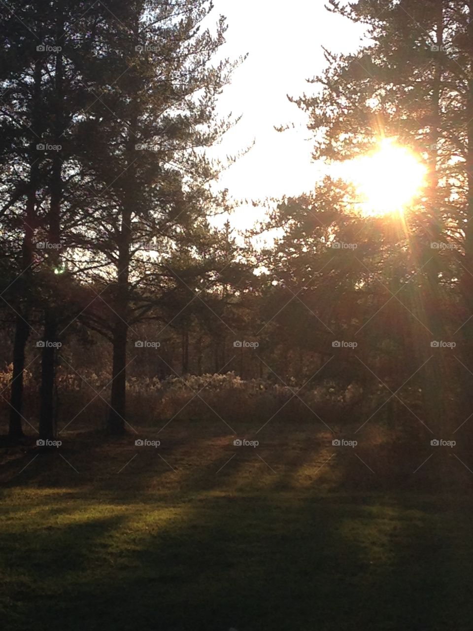 Sunlight on the farm