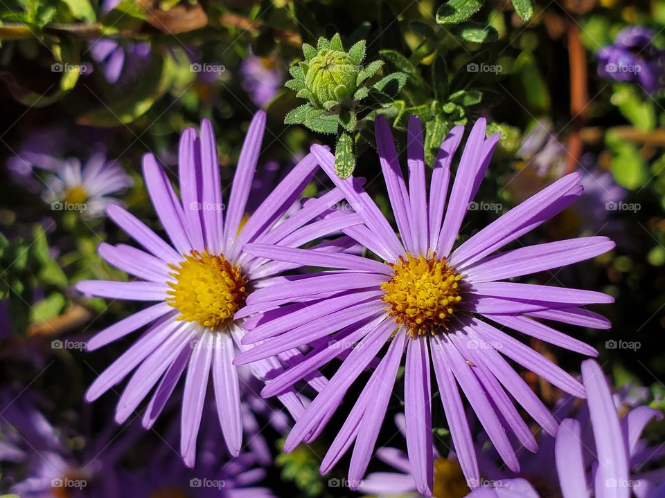 choose up of purple flowers