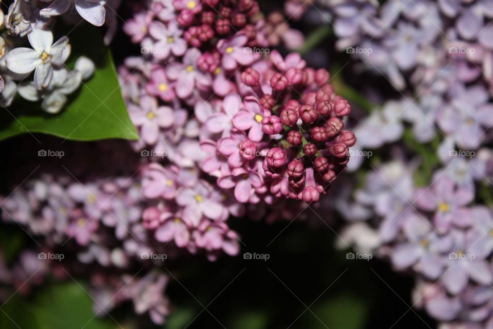 lilac flower