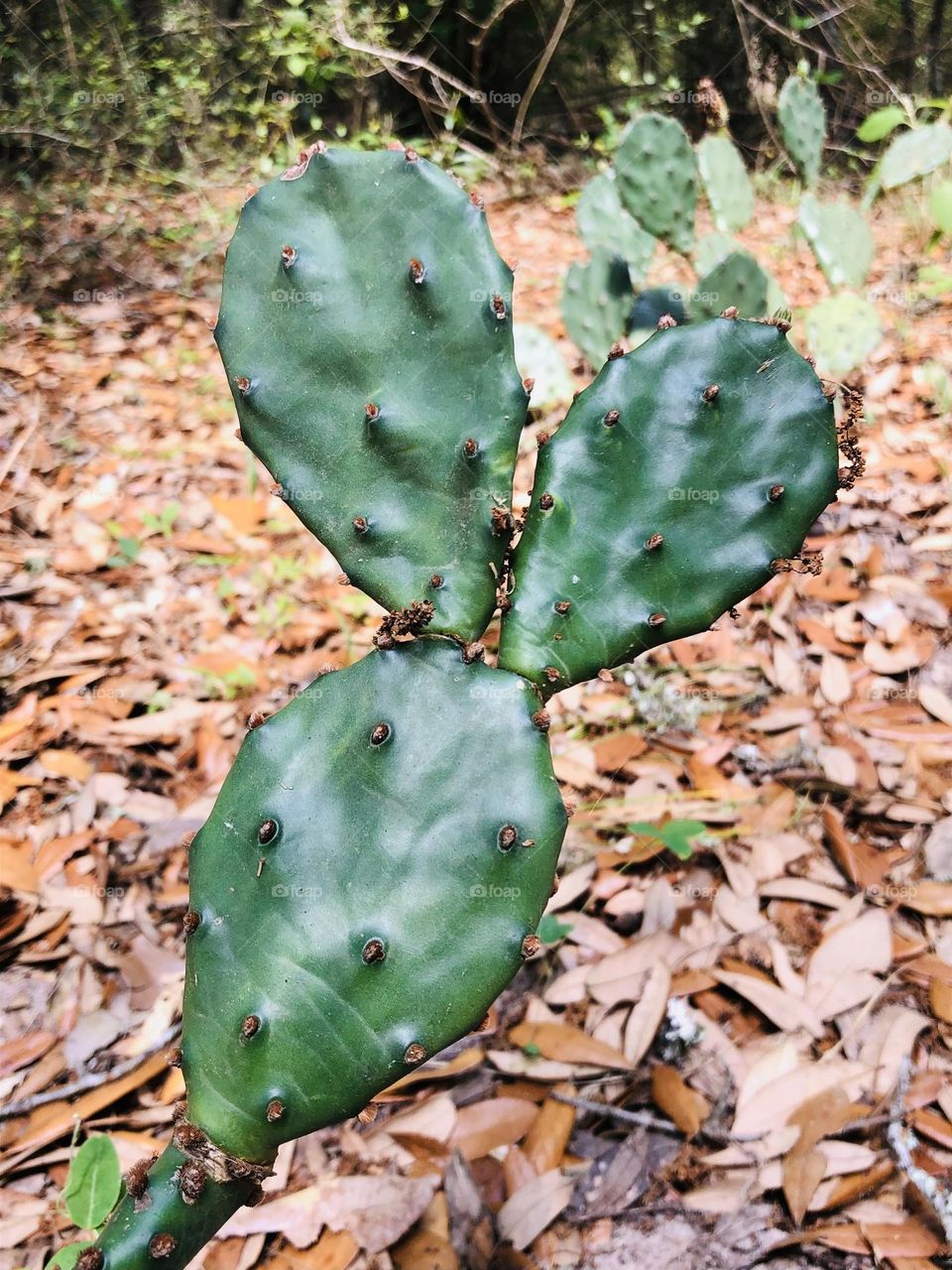 This cactus looks like a bunny rabbit!!! Better half says Mickey Mouse? Which one??