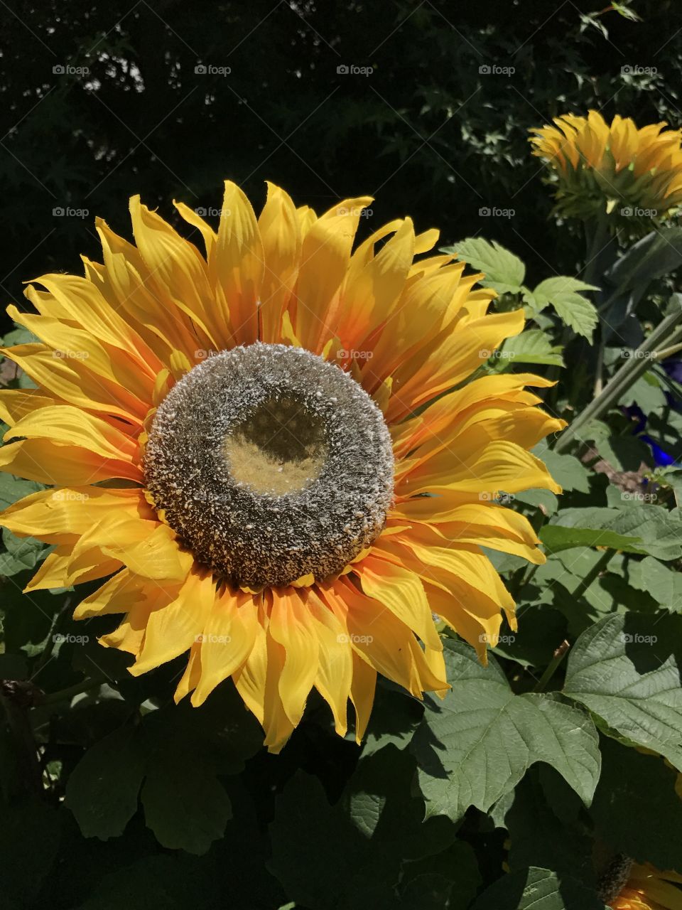 Sunflower burst