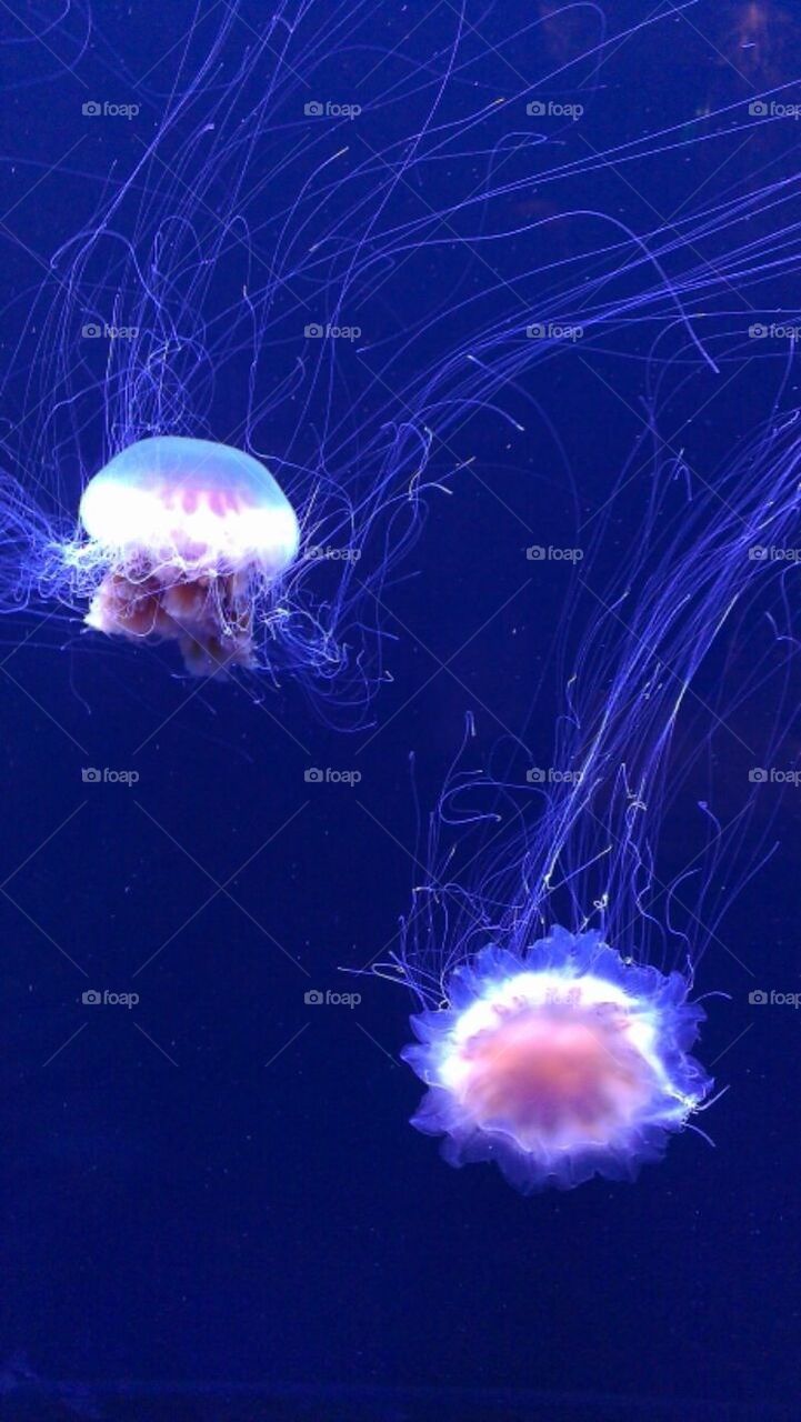 Jellyfish in Flight