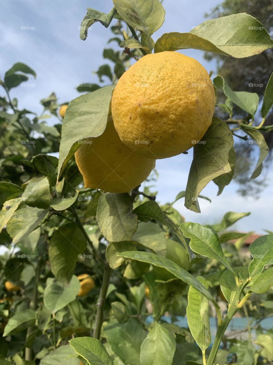 Lemon tree