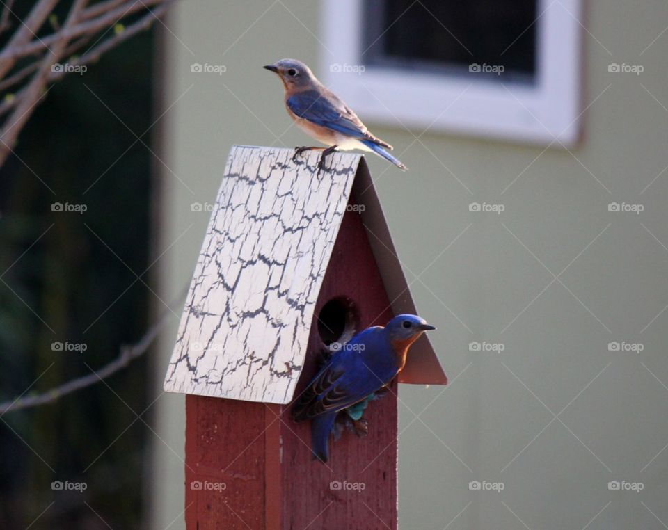 Eastern bluebirds perched at birdhouse