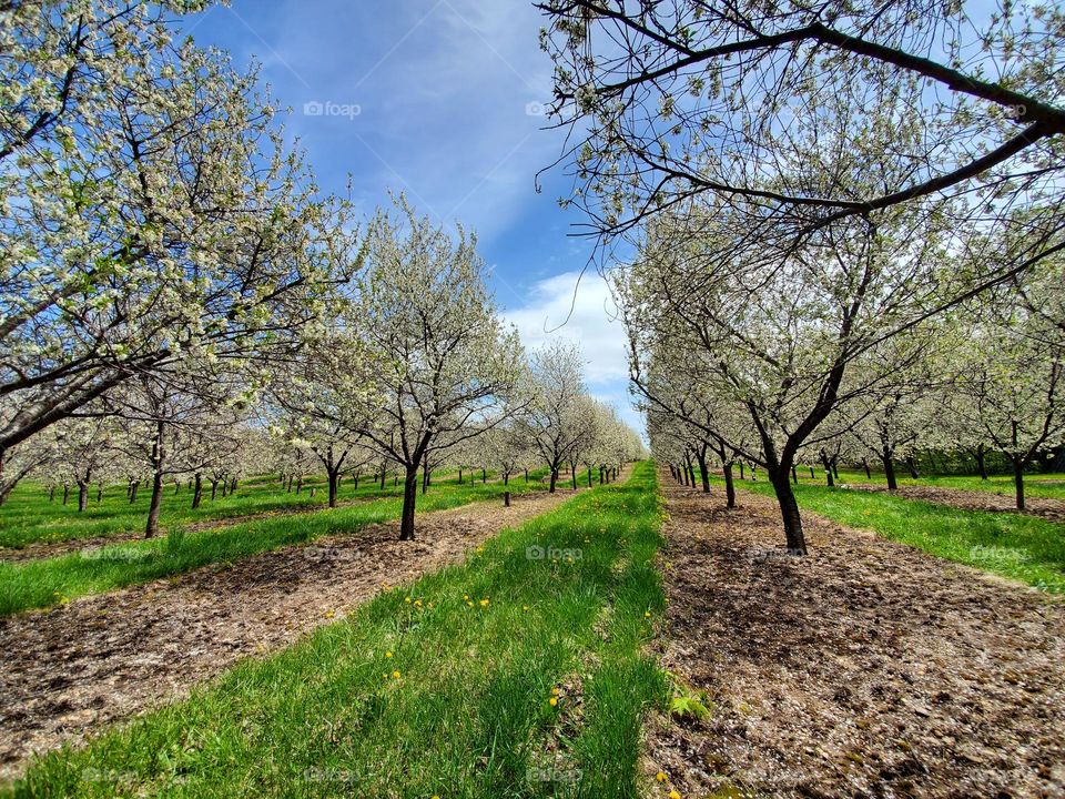 trees in bloom