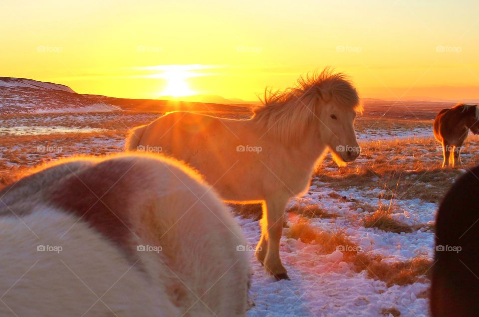 Icelandic horse