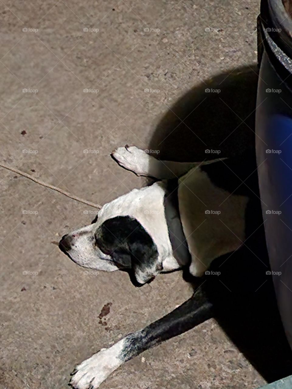 a dog name name Prince