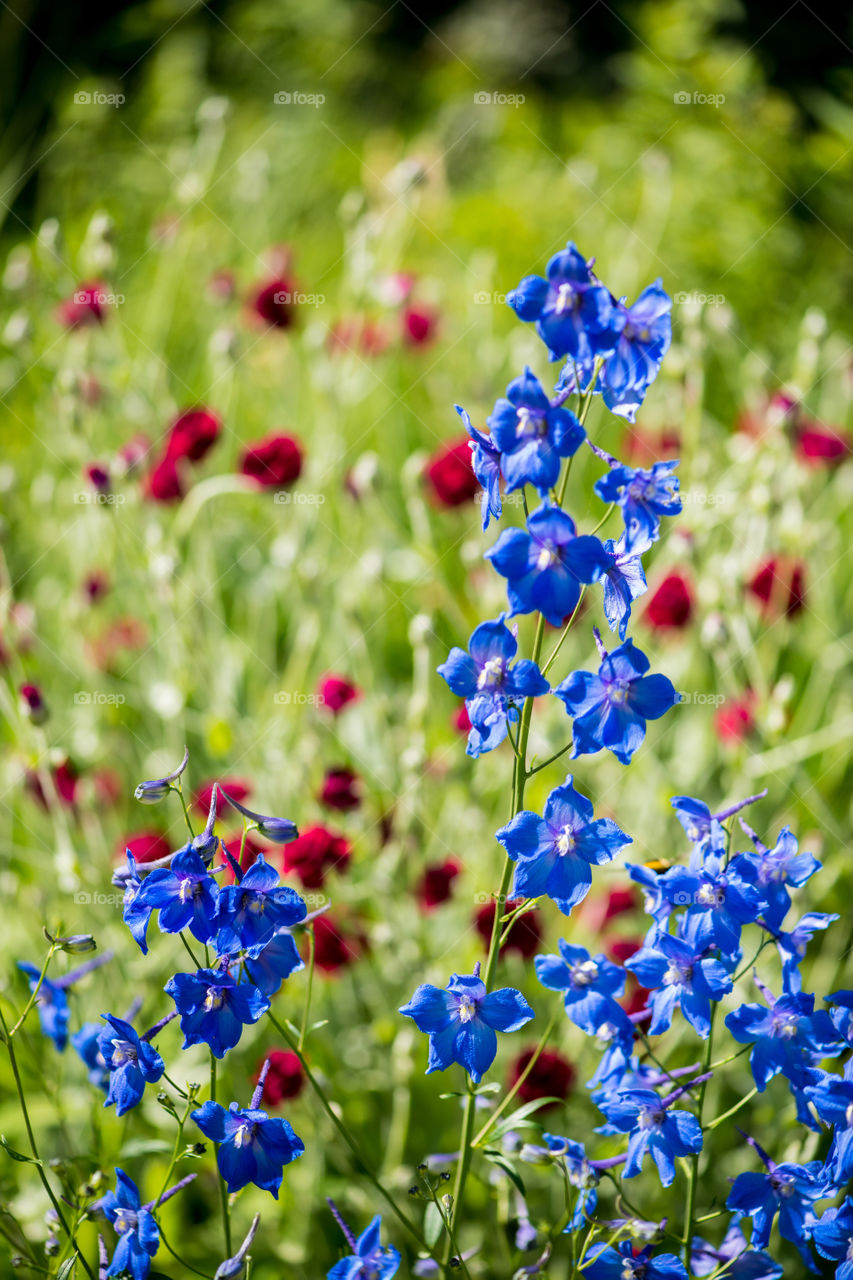 Blue flowers field
