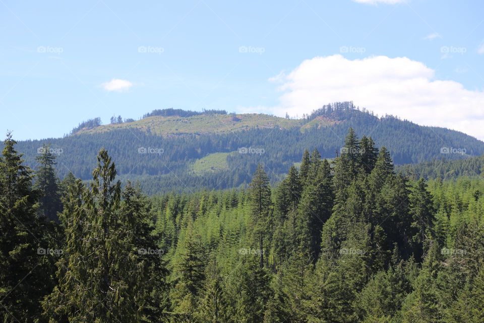 Dense forest of evergreens