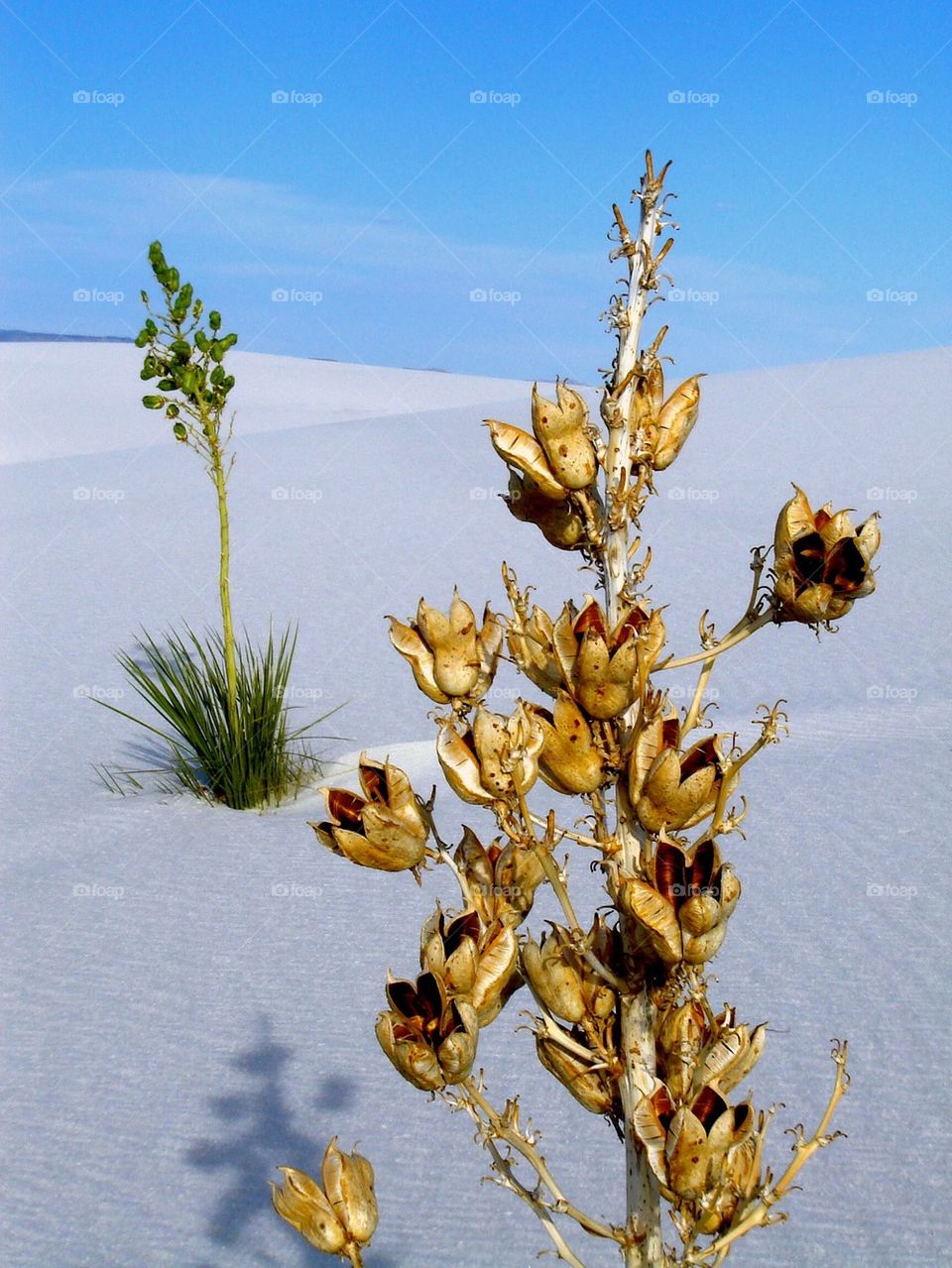 White sands