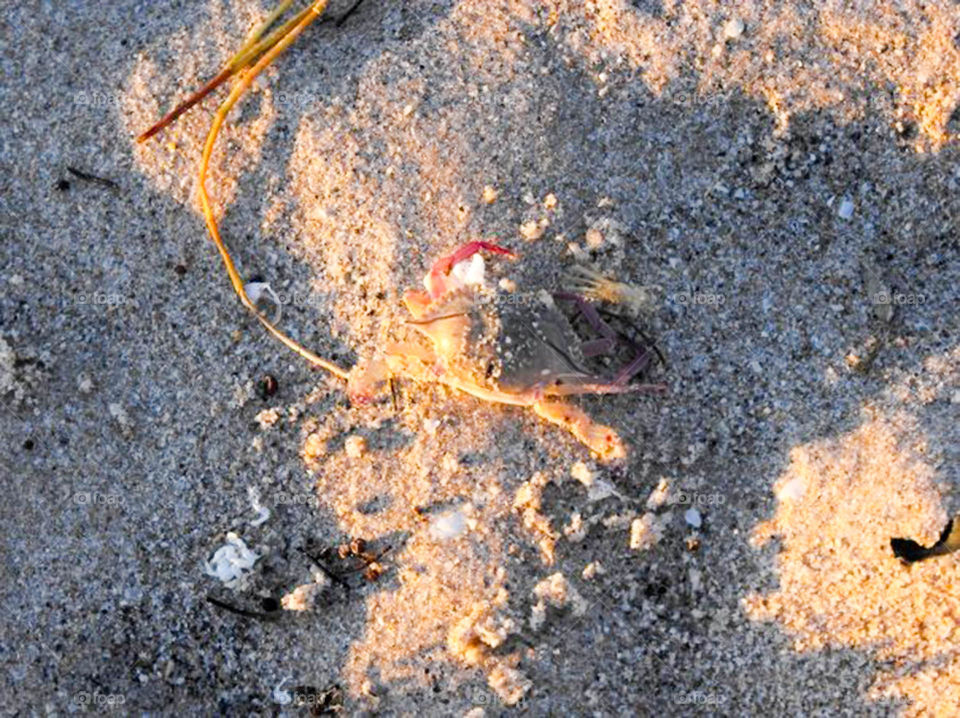 crab on beach. Small crab is nearly camouflaged on the beach