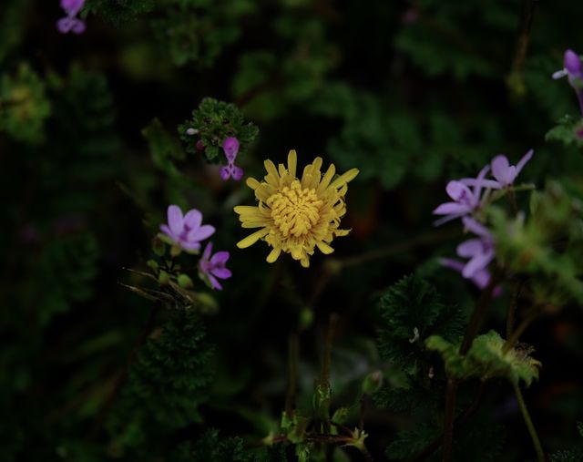 Wildflower 
Spring 