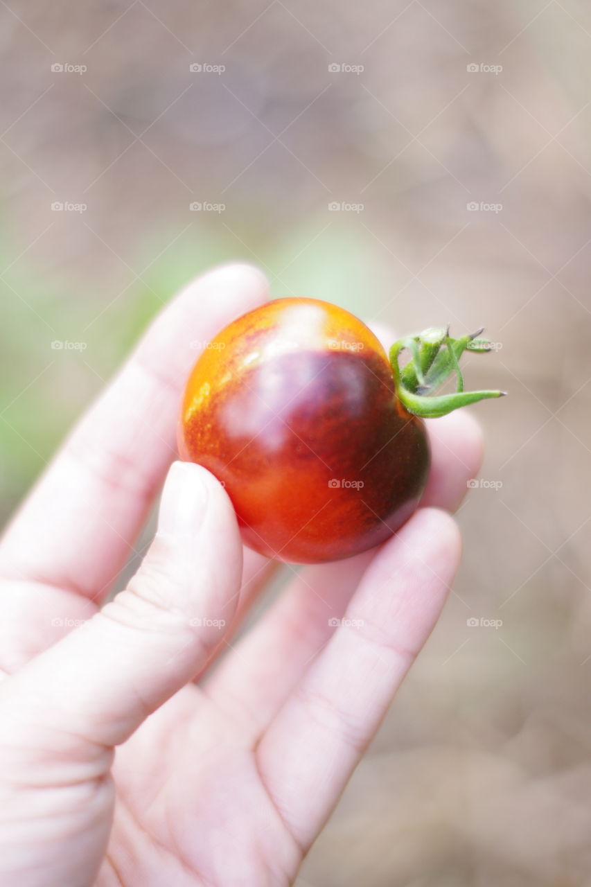 Detail of hand holding organic heirloom tomato