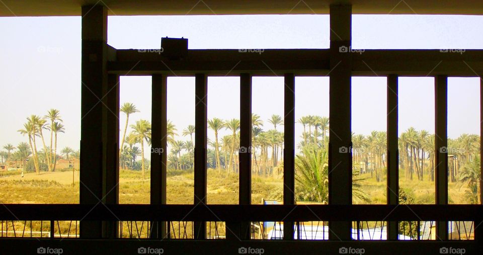 Egyptian landscape full of palm trees framed by slats of highway underpass 