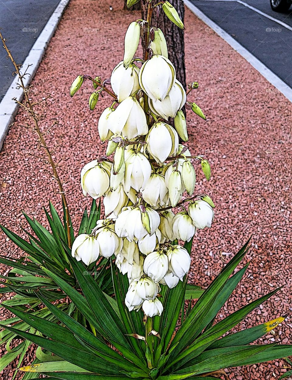 Desert Flowers in a Parking Lot!