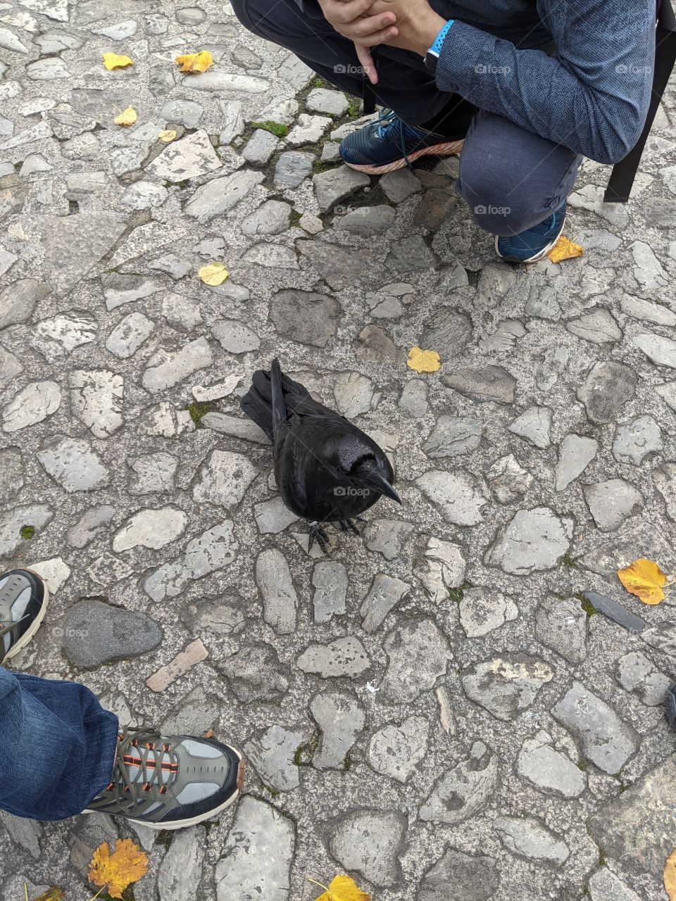 Watching the ravens. One person stands to take a photo while another kneels to get a different angle
