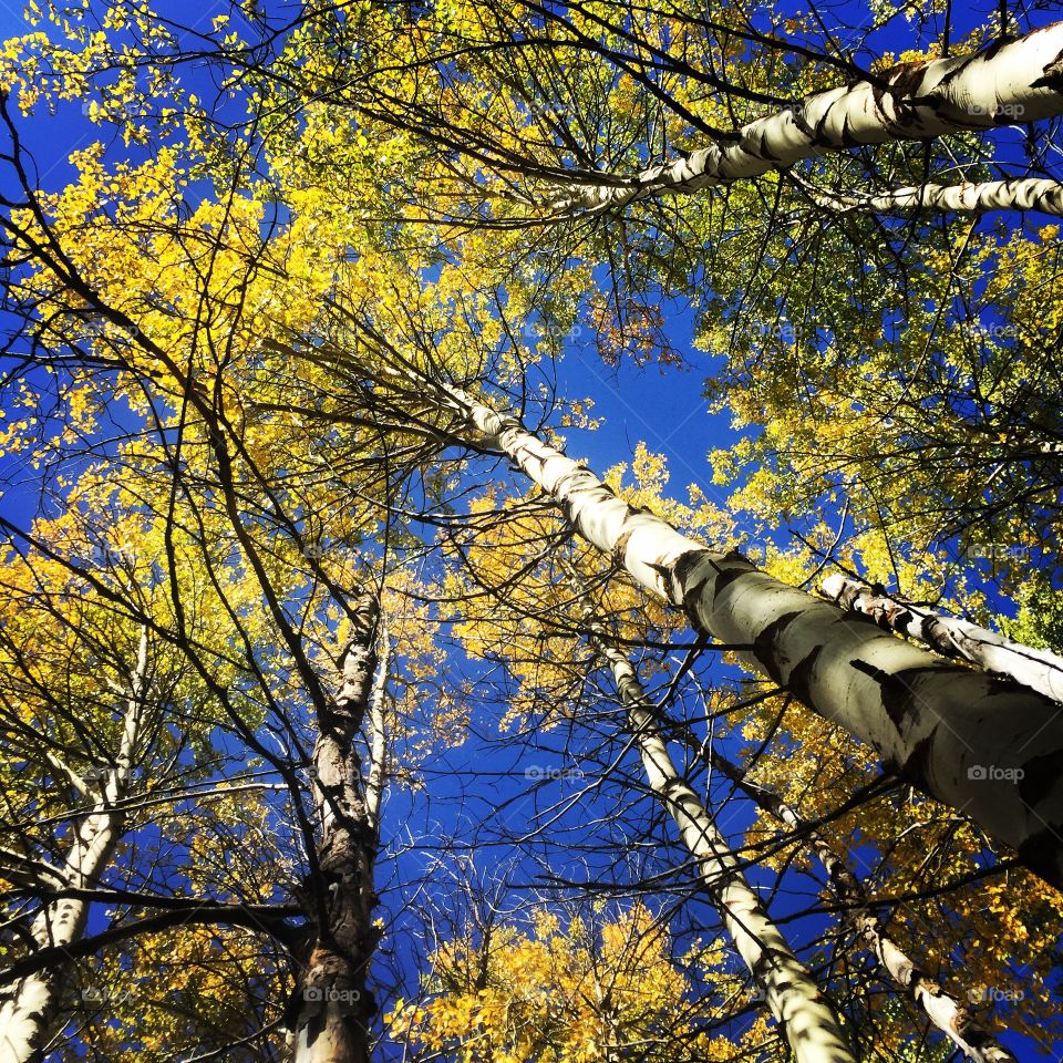 Fall in Idaho